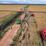 Humpata Harvests 40 Tons of Christmas Pears Humpata Harvests 40 Tons of Christmas Pears