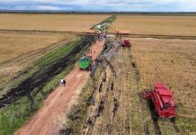 Humpata Harvests 40 Tons of Christmas Pears Humpata Harvests 40 Tons of Christmas Pears
