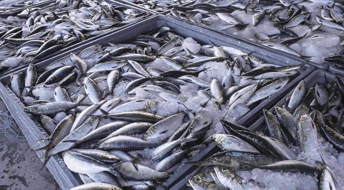 Fish Catches Fall 13% in 2025 in Namibe Fish Catches Fall 13% in 2025 in Namibe