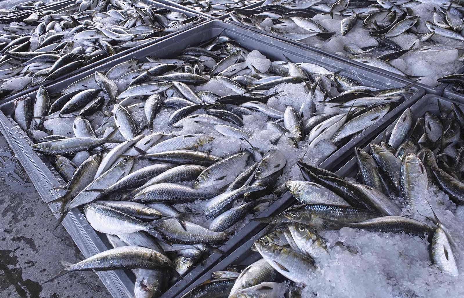 Fish Catches Fall 13% in 2025 in Namibe Fish Catches Fall 13% in 2025 in Namibe