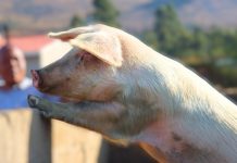 Alleged Outbreak of Swine Fever Kills Dozens of Pigs Alleged Outbreak of Swine Fever Kills Dozens of Pigs