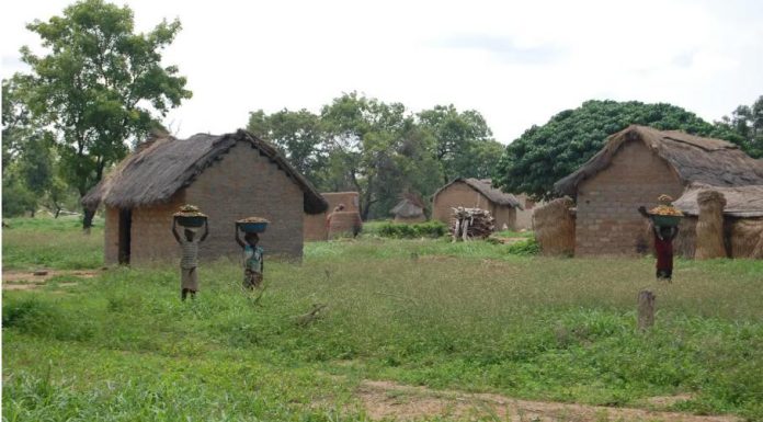 Growing Global Demand for Shea Butter and its Impact Growing Global Demand for Shea Butter and its Impact