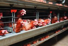 Minister of Agriculture Praises Chicken Production Investment Minister of Agriculture Praises Chicken Production Investment