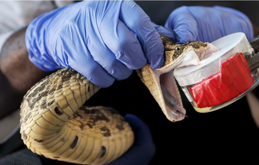 Snakebites: how to Avoid and Respond to them Snakebites: how to Avoid and Respond to them