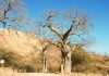 Killer Beetles Threaten African Baobab Trees Killer Beetles Threaten African Baobab Trees