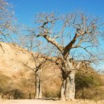 Killer Beetles Threaten African Baobab Trees Killer Beetles Threaten African Baobab Trees