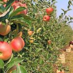 Apple Harvest Reaches 350 Tons in Humpata Apple Harvest Reaches 350 Tons in Humpata