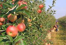 Apple Harvest Reaches 350 Tons in Humpata Apple Harvest Reaches 350 Tons in Humpata