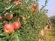 Apple Harvest Reaches 350 Tons in Humpata Apple Harvest Reaches 350 Tons in Humpata