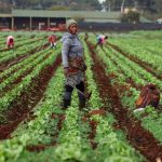 Africa’S Food Security at Risk as Iran War Squeezes Trade Africa'S Food Security at Risk as Iran War Squeezes Trade