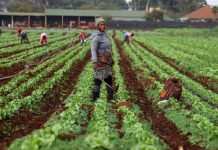 Africa’S Food Security at Risk as Iran War Squeezes Trade Africa'S Food Security at Risk as Iran War Squeezes Trade