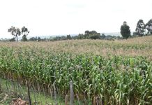 ADRA Highlights Recovery of Productive Base in Peace ADRA Highlights Recovery of Productive Base in Peace