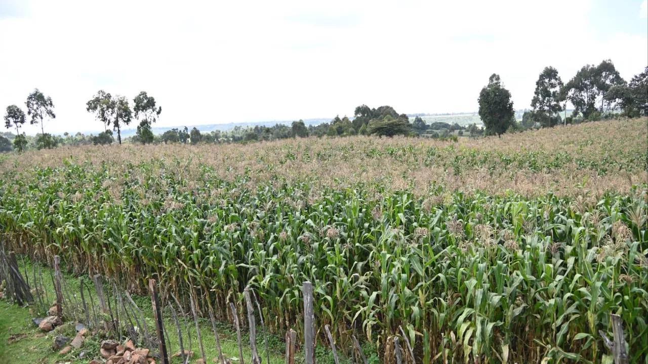 ADRA Highlights Recovery of Productive Base in Peace ADRA Highlights Recovery of Productive Base in Peace