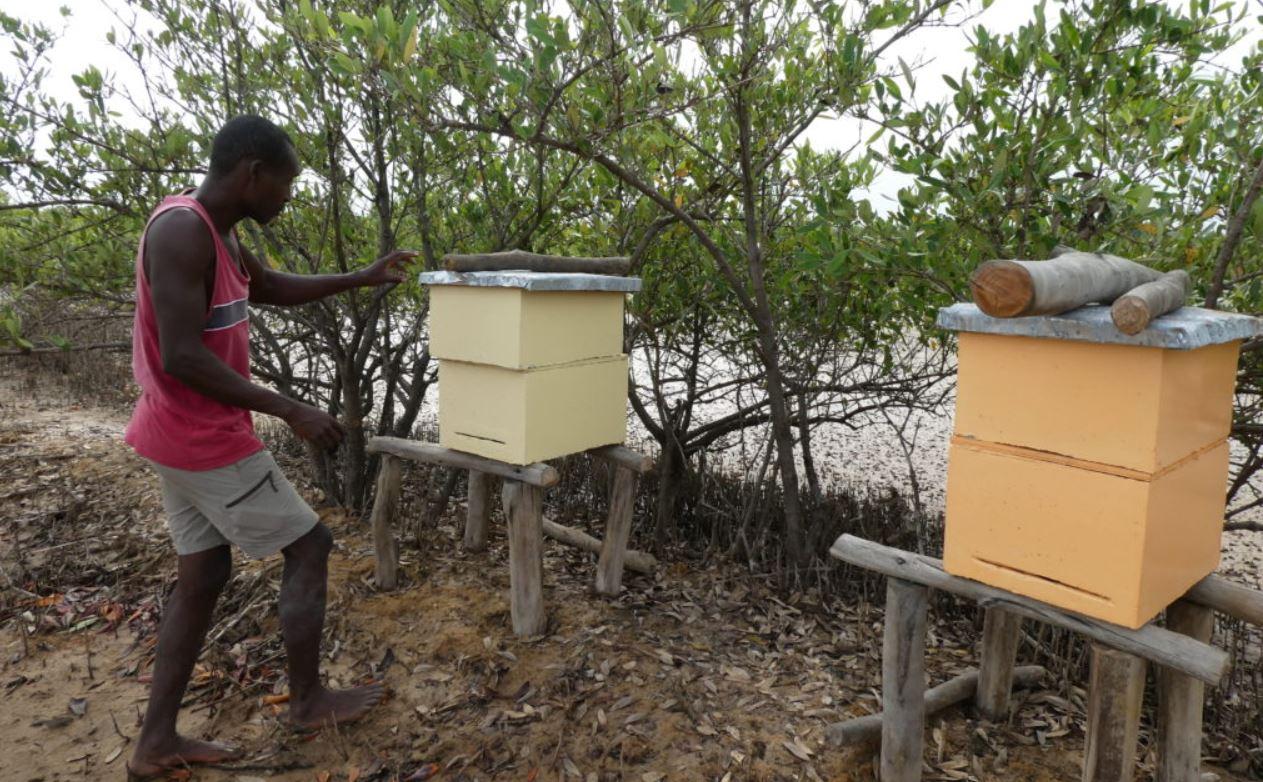 Produire du miel pour lutter contre la déforestation ?