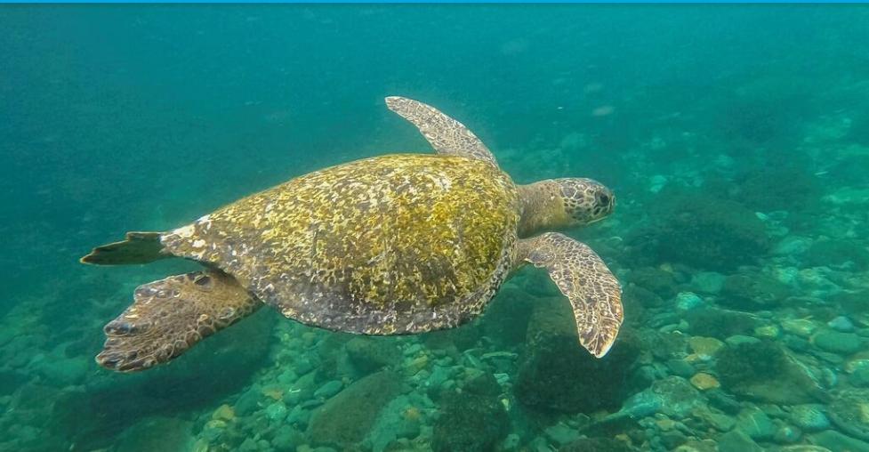 Traité pour protéger la haute mer : les négociations à l'ONU échouent Traité pour protéger la haute mer : les négociations à l'ONU échouent