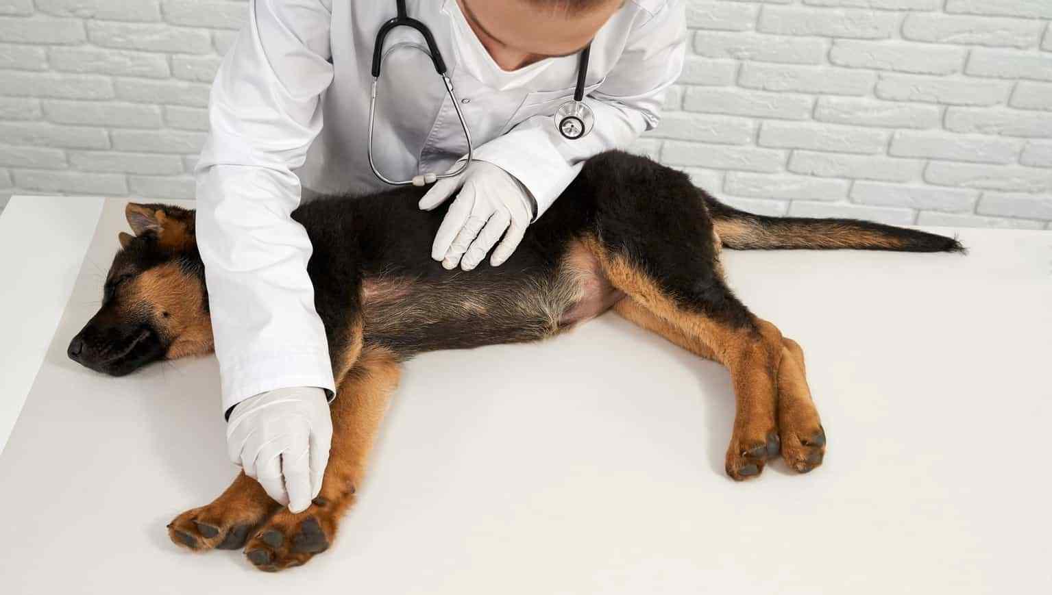 Variole du singe : un 1er chien contaminé par ses propriétaires Variole du singe : un 1er chien contaminé par ses propriétaires