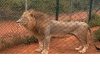 Ghana-Un homme se fait tuer par un lion au Zoo d’Accra Ghana-Un homme se fait tuer par un lion au Zoo d’Accra