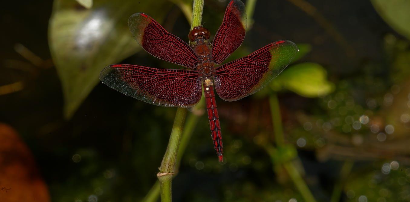 Les secrets aéronautiques des libellules Les secrets aéronautiques des libellules