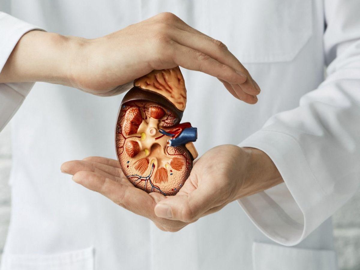 Greffes d'organes : Greffes d'organes :