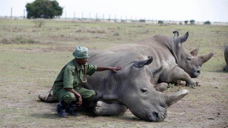 Botswana : 138 rhinocéros tués par les braconniers Botswana : 138 rhinocéros tués par les braconniers