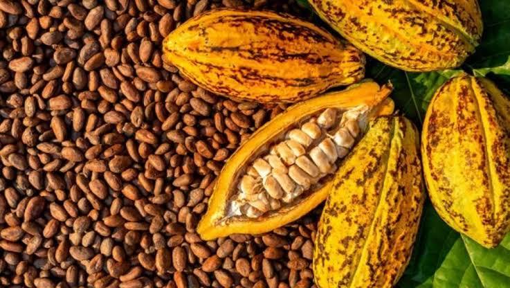 Monde : à 1,48 USD le Kg, le cacao est le seul produit agricole en hausse de prix cette semaine Monde : à 1,48 USD le Kg, le cacao est le seul produit agricole en hausse de prix cette semaine