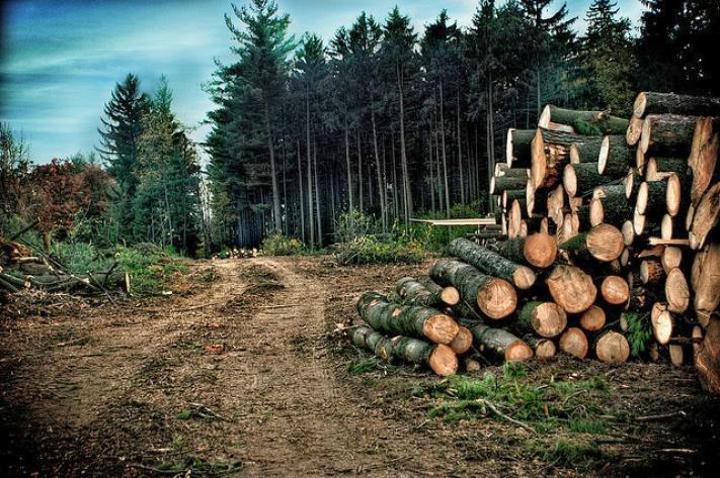 Lutte contre le réchauffement climatique : II faut mettre fin à l’exploitation sauvage des essences forestières rares Lutte contre le réchauffement climatique : II faut mettre fin à l’exploitation sauvage des essences forestières rares