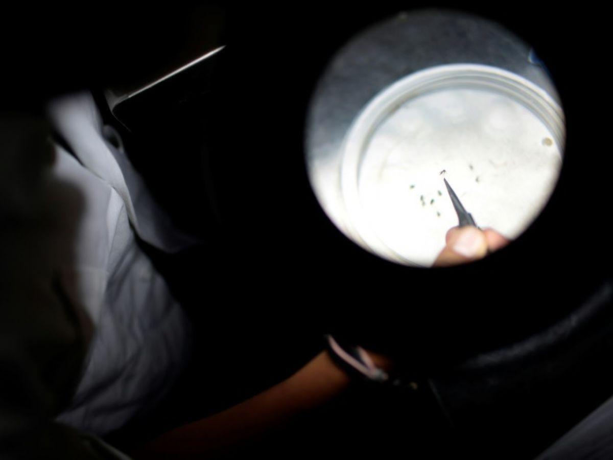 Les Etats-Unis approuvent le premier vaccin contre le chikungunya Les Etats-Unis approuvent le premier vaccin contre le chikungunya