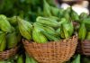 Agriculture : la production de légumes au Bénin prend de l’ampleur Agriculture : la production de légumes au Bénin prend de l’ampleur