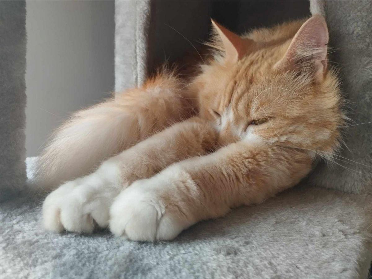 Combien de temps dort un chat ? Bénin