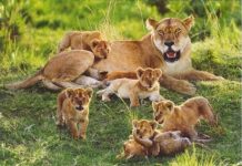 Naissance de Six Lionceaux au Parc des Virunga Naissance de Six Lionceaux au Parc des Virunga