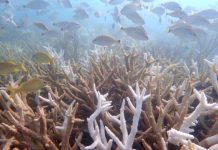 Coraux de Floride Fonctionnellement Éteints par Réchauffement Coraux de Floride Fonctionnellement Éteints par Réchauffement