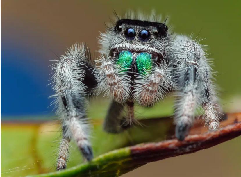 Découverte Intrigante chez les Araignées Sauteuses Découverte Intrigante chez les Araignées Sauteuses