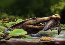 Ancien Crocodile Marin Découvert Dans Désert Égyptien Ancien Crocodile Marin Découvert Dans Désert Égyptien