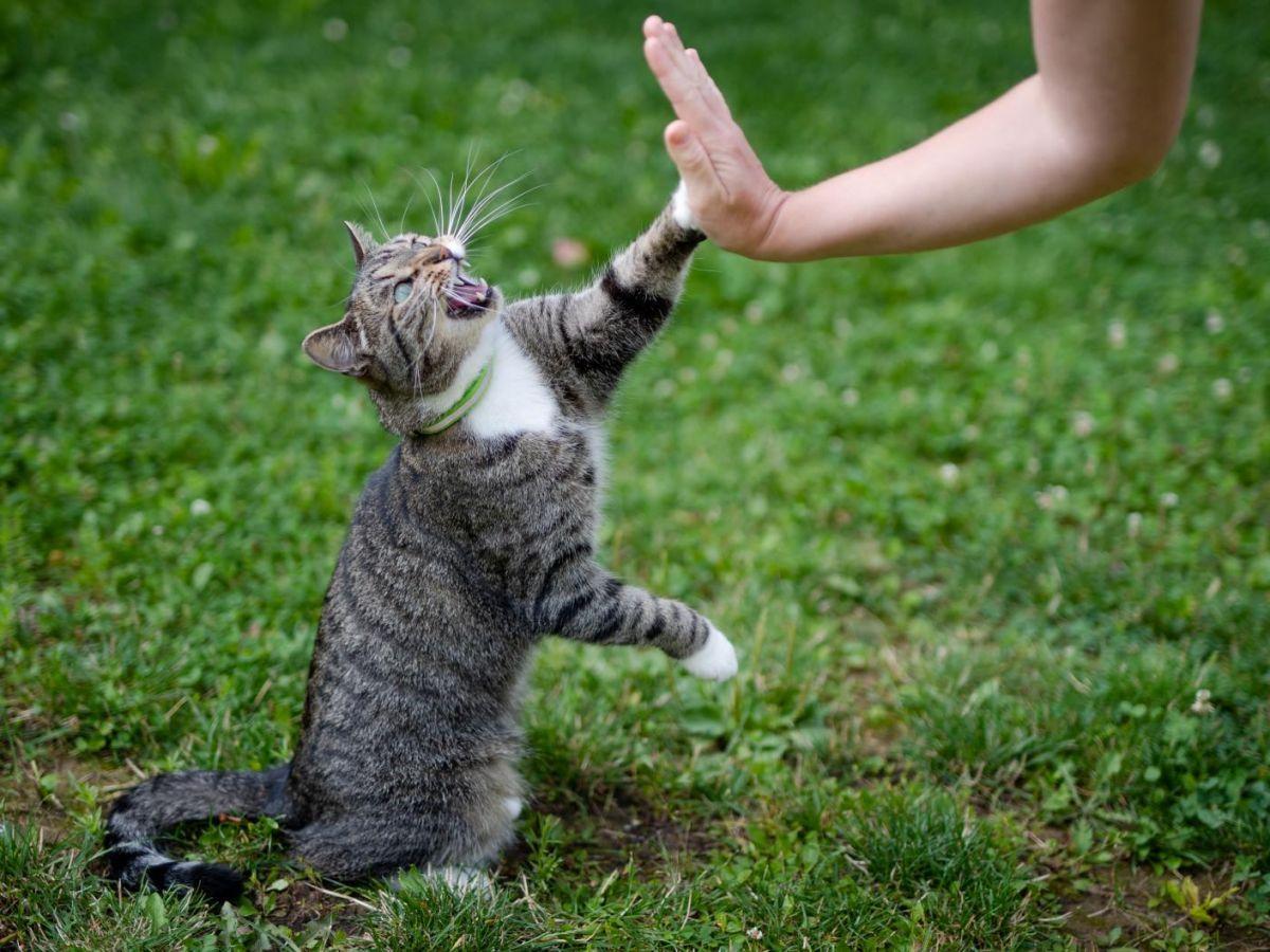 Meilleure Communication Avec Un Chat Selon Une Étude Meilleure Communication Avec Un Chat Selon Une Étude