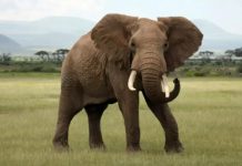 Forêts Classées Des Monts Kouffè Et Wari Maro En Parc National Forêts Classées Des Monts Kouffè Et Wari Maro En Parc National