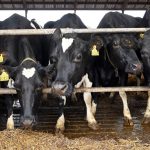 Norvège Suspend L’Usage D’Un Additif Anti-Méthane Norvège Suspend L'Usage D'Un Additif Anti-Méthane