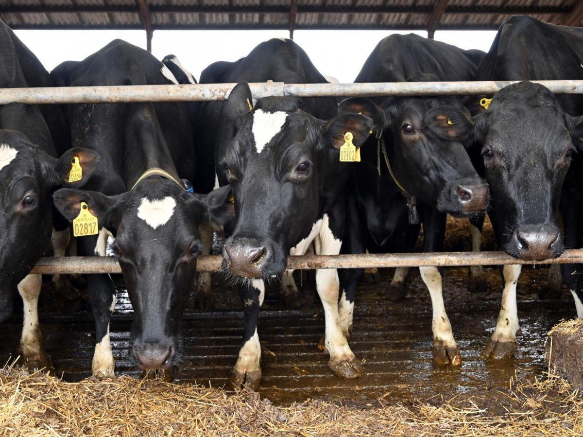 Norvège Suspend L'Usage D'Un Additif Anti-Méthane Norvège Suspend L'Usage D'Un Additif Anti-Méthane