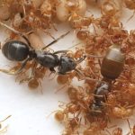 Manipulation des esprits chez les fourmis pour tuer la reine Manipulation des esprits chez les fourmis pour tuer la reine