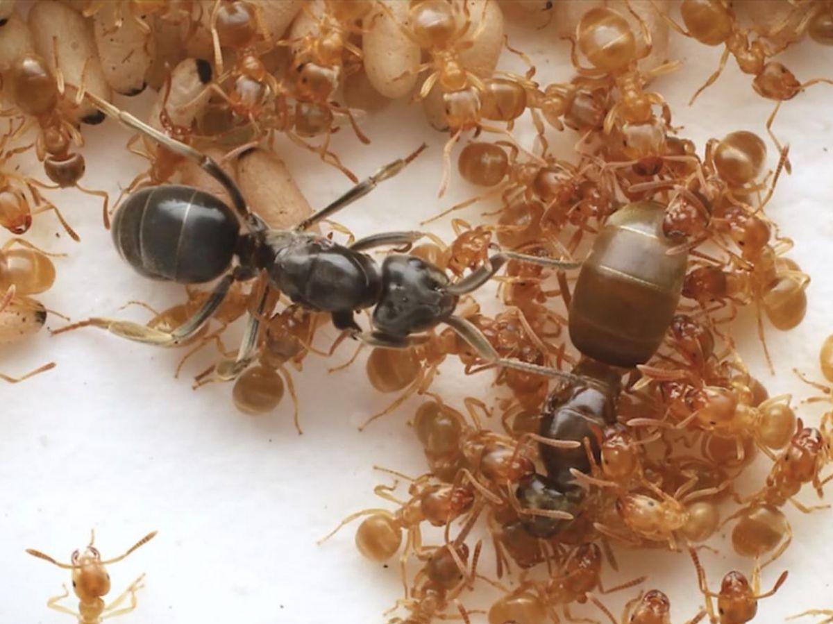 Manipulation des esprits chez les fourmis pour tuer la reine Manipulation des esprits chez les fourmis pour tuer la reine