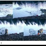 Loup Étonne Scientifiques En Remontant Un Piège À Crabes Loup Étonne Scientifiques En Remontant Un Piège À Crabes