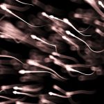 Augmentation des Mutations Délétères des Spermatozoïdes avec l’Âge Augmentation des Mutations Délétères des Spermatozoïdes avec l'Âge