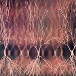 Mémoire: Durée de Vie des Souvenirs et Minuteurs Moléculaires Mémoire: Durée de Vie des Souvenirs et Minuteurs Moléculaires