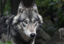 État Annonce Stabilité du Nombre de Loups en France État Annonce Stabilité du Nombre de Loups en France