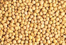 Commercialisation Du Soja Grain Pour La Campagne 2025-2026 Commercialisation Du Soja Grain Pour La Campagne 2025-2026