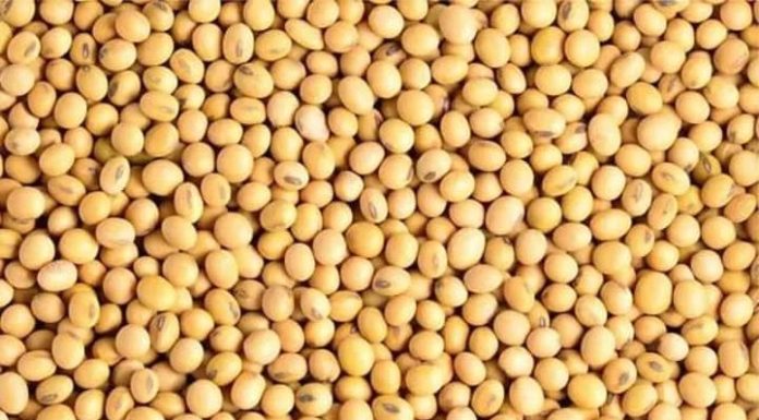 Commercialisation Du Soja Grain Pour La Campagne 2025-2026 Commercialisation Du Soja Grain Pour La Campagne 2025-2026