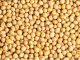 Commercialisation Du Soja Grain Pour La Campagne 2025-2026 Commercialisation Du Soja Grain Pour La Campagne 2025-2026