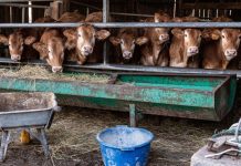 Dermatose Nodulaire Contagieuse: Inquiétude des Éleveurs Dermatose Nodulaire Contagieuse: Inquiétude des Éleveurs