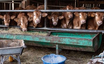 Dermatose Nodulaire Contagieuse: Inquiétude des Éleveurs Dermatose Nodulaire Contagieuse: Inquiétude des Éleveurs