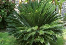 La chaleur, premier langage entre plantes et pollinisateurs La chaleur, premier langage entre plantes et pollinisateurs