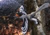 Mue Du Dinosaure À Plumes Et Incapacité À Voler Mue Du Dinosaure À Plumes Et Incapacité À Voler